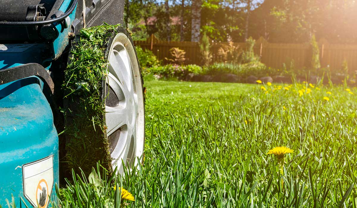 Finding the Perfect Fit: Which Lawn Mower Is Right for You?